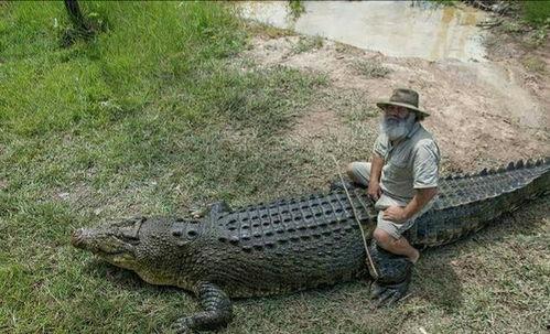 老鳄国产实战视频,国产实战视频深度解析  第1张